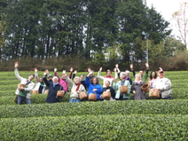 tea picking experience